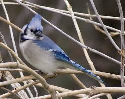 Blue Jay Cyanocitta Cristata Natureworks