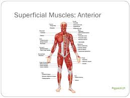 Tutorials and quizzes on the muscles that act on the anterior thigh (femur), using interactive diagrams and illustrations. The Muscular System Ppt Video Online Download