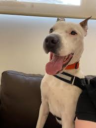 For all the potential adopters who have told a Homechecker or us the dog  couldn't possibly get out