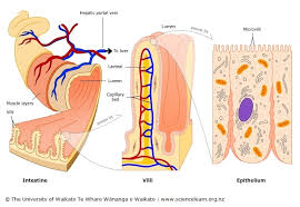 अर्थ, परिभाषा और उदाहरण वाक्य. Villi In The Small Intestine Science Learning Hub