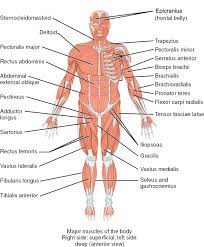 The muscles labelled in the anterior muscles diagram shown above are listed in bold in the following table skeletal muscles are the only voluntary muscle tissue in the human body and control every. The Muscles Of The Trunk Human Anatomy And Physiology Lab Bsb 141