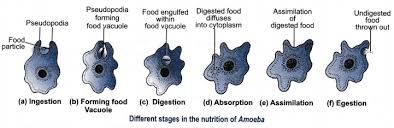 Explain The Nutrition Process In An Amoeba Cbse Class 10 Science Learn Cbse Forum