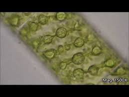 Drawing spirogyra under microscope labeled. Spirogyra Under The Microscope Youtube