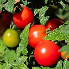 Image result for Stolzia compacta