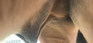 Maybe you would like to learn more about one of these? Testicules Examen Mesure Et Correlation Avec La Production