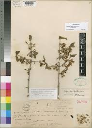 Image result for Tricalysia schliebenii