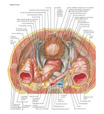 Pelvic Contents Male Anatomy Seminal Vesicle Subperitoneal Ductus Vas Deferens In Peritoneal Fold Li Anatomy Medical Anatomy Rectus Abdominis Muscle