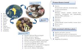 Image result for Vernonia longipedunculata