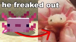 With tenor, maker of gif keyboard, add popular axolotl animated gifs to your conversations. I Gave My Little Brother A Minecraft Axolotl In Real Life Cmc Distribution English