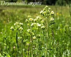 Image result for Drypetes arguta