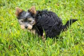 To put it simply, there is something wrong with your dog's intestines because there is a leakage of blood and proteins into the bowel. Dogs With Bloody Diarrhea That Looks Like Raspberry Jelly Hge Vetchick Com
