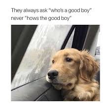Click here for more details! Pin By Tii Hon On Just For Giggles Funny Animals Dog Memes Funny Dog Memes