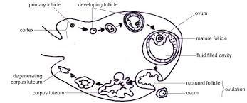 anatomy and physiology of animals reproductive system