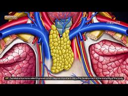 Image result for Thymus