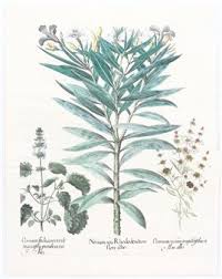 Image result for Ocimum angustifolium