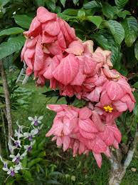 Image result for Mussaenda