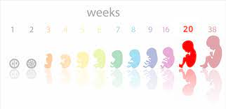 What happens at 20 weeks pregnant. 20 Weeks Pregnant Symptoms Baby Development Tips And Body Changes