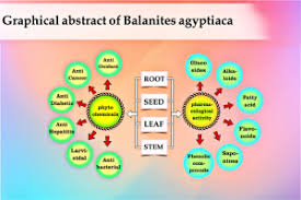 Image result for Balanites pedicellaris