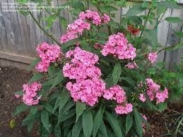 Drop phlox phlox paniculata coral crème drop pp 20907 plants nouveau coral creme drop phlox buy online at nature hills nursery Plantfiles Pictures Garden Phlox Coral Creme Drop Phlox Paniculata 1 By Carpentergirl