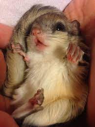 Flying Squirrel Cutest Paw Flying Squirrel Pet Cute Baby Animals Cute Animals