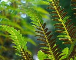 Image result for Todea