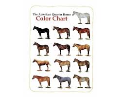 Game Statistics Quarter Horse Coat Colors Purposegames