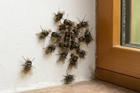 Flying Insect Control: 20 Expert-Approved Ways to Prevent Flying Insec –  wowcatch2025