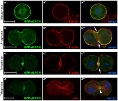 In animal cell mitosis when does the cleavage furrow form. Dlrch Accumulates At The Mitotic Cortex And Cleavage Furrow Download Scientific Diagram