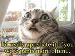 Funny Cat Cat Quotes Funny Funny Cat Jokes Funny Cats