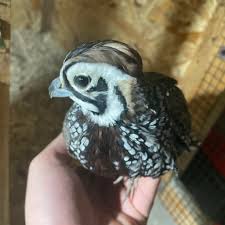 Cornea Samuel – crescător de prepelițe exotice