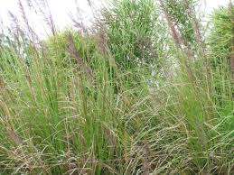 Image result for Chrysopogon