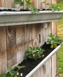 Motive pentru a cultiva căpșuni în gospodăria ta. Pin On Casa Si Gradina