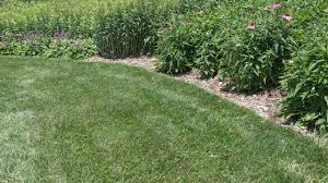 How to water your lawn wisely. Helping Plants Survive The Heat Mulhall S