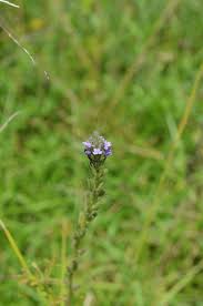 Image result for Buchnera