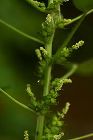 Image result for Acalypha ciliata