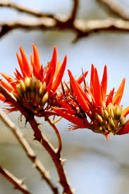 Image result for Erythrina lysistemon