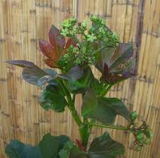 Image result for Jatropha scaposa
