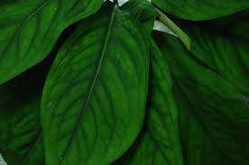 Image result for Culcasia falcifolia