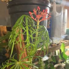 Image result for Jatropha schlechteri