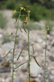 Image result for Cleomaceae