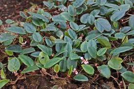 Image result for Begonia elaeagnifolia