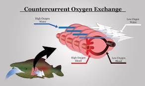 Why Counter-Current Heat Exchangers Are Better Than Co-Current?