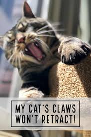 Ask Dr Audrey My Cat S Claws Won T Retract Cattipper