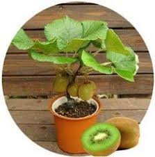 How To Grow A Kiwi Plant From Seed Bonsai Fruit Tree