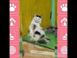 Kucing Gokil Kumpulan Video Tingkah Laku Kucing Youtube Orang