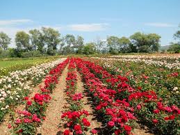 Trandafirul (rosa l.) este un gen de plante perene ornamentale din familia rosaceae, originar din regiunile continentale și subtropicale ale emisferei nordice, cuprinzând peste 200 de specii de arbuști erecți, deseori spinoși. DescoperÄƒ Romania Rozariul De La Mandruloc Cea Mai Mare GrÄƒdinÄƒ De Trandafiri Din Sud Estul Europei Editia De Dimineata