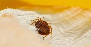 They often enter your home undetected in luggage, clothing, and used bedbugs do not fly, but they can move quickly over floors, walls, and ceilings. Does Rubbing Alcohol Kill Bedbugs Yes But Is It Worth The Risk