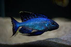 Image result for Cyphia brachyandra