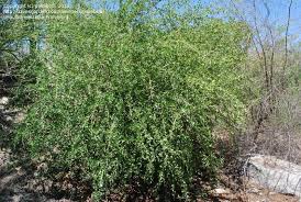 Image result for Ehretia rigida