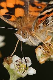 Shop through the nectar app or website to start collecting points now. Nectar Wikipedia